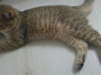 7 aylık yavru british shorthair kedimiz