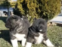 Safkan Amerikan Akita