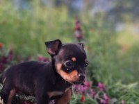 Teslime hazır yavru köpeklerimiz