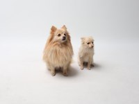 Sivri burun pomeranian