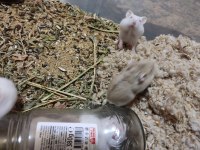 Çok Tatlı Miniş Hamster Yavrucaklar