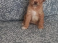 A KALİTE ŞECERELİ MALTİPOO YAVRULARIMIZ