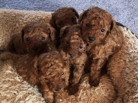 Toy Poodle Köpekler