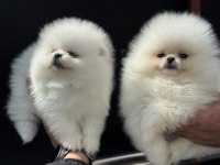 Petmode köpek çiftliğinde ziyarete açık pomeranian