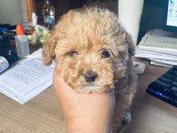 YASAL ÜRETİCİDEN mini boy SAFKAN TOY POODLE YAVRULARI