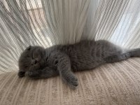 Kahramanmaraş içi elden teslim scottish fold kediler