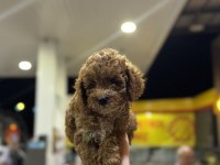Toy poodle yavrularımız yeni yuvasını arıyor