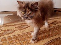 Dişi İran kedimiz