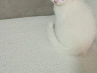 2 Aylık British Shorthair
