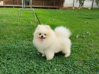 Kore Kan Teddy Bear Beyaz 11 aylık. Show Kalite Pomeranian