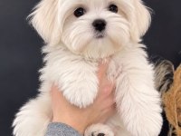 Maltese Terrier Xs A Kalite Akıllı Ve Oyuncu