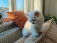 2 tane british shorthair yavrumuz