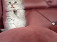 A kalite british longhair