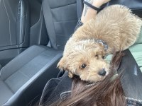 3 aylık maltipoo oğlum