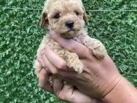 Kore kan teacup toy poodle