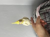1 yaşında dişi sultan papağanı