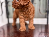 Yasal ruhsatlı çiftlikten toy poodle yavrularımız