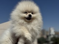 Ultra kalite ayı suratlı pomeranian yavrular