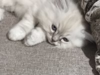 Yün Yumağı Çok Tatlı Chinchilla Yavrular