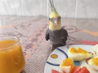 Safkan Grey Sultan papağanı erkek