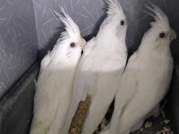 Yavru Albino Sultan Papağanlar