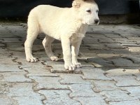 SAFKAN AKBAŞ YAVRULARIMIZ 81 ŞEHRE GÖNDERİM VAR