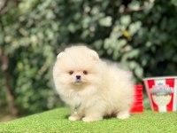 Boo Pomeranian Ultra Mini Yavrularımız