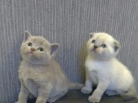 DAMIZLIK SAFKAN IRK SCOTTISH FOLD BLUE