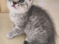British shorthair yavrular teslime hazır