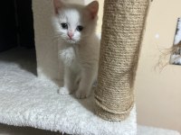60 günlük british shorthair bayram şekerleri sizi bekliyor