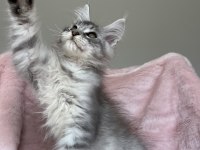 Gümüş Renkli Maine Coon Erkek