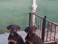 Doberman Yavruları 60 günlük dişi