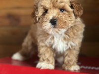 MALTİPOO YAVRULARIMIZ