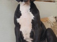 Great Dane ( Danua )