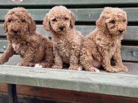 Dev Standart Poodle Yavrular