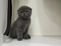 2 aylık scottish fold yavrumuza yuva arıyoruz