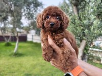 Poodle bizim işimiz