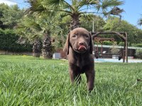 RUHSATLİ ÇİFLİKTEN ÖZEL LABRADOR YAVRULARI İSTANBUL