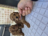 Toy Poodle Yavrular
