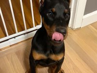 Estetikli doberman efsanevi yavrular