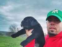 ŞECERELİ CANE CORSO YAVRULARI