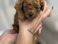 Orijinal Toy Poodle Yavruları