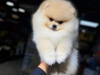 Pomeranian bebek