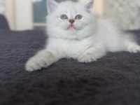 British shorthair kedi