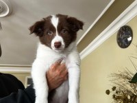 Son iki dişi şecereli Border Collie yavrular hızlı olana