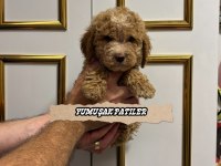 Orjinal Toy Poodle Yavrumuz