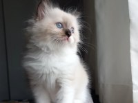 Safkan Ragdoll Mitted Point