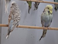 Show jumbo muhabbet kuşları