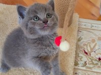 LOKUMULİNKO KEDİMİZ