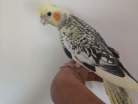 Sultan Papağanı Bebekler Yeni Sahibini bekliyor